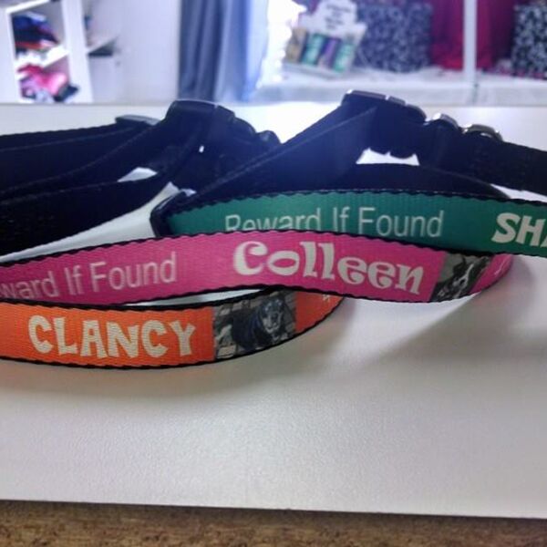 Dog Collar Medium  Thumbnail